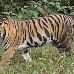 480px-Bengal_tiger_(Panthera_tigris_tigris)_female_3_crop