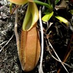 Nepenthes bongso