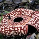 Rafflesia borneensis