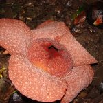 Rafflesia micropylora