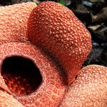 Rafflesia patma