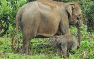 Bayi gajah Sumatera (elephas maximus sumatranus) yang baru dilahirkan terlihat bersama induknya di Taman Nasional Tesso Nilo, Kabupaten Pelalawan, Provinsi Riau, pada 23 November 2017..Bayi gajah ini diberi nama Harmoni Rimbo, yang merupakan hasil perkawinan antara gajah liar dengan gajah betina jinak Elephant Flying Squad Taman Nasional Tesso Nilo.