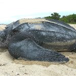 Leatherback_sea_turtle_Tinglar,_USVI_(5839996547)