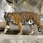 1280px-Sumatran_Tiger