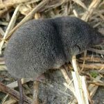 480px-Southern_short-tailed_shrew