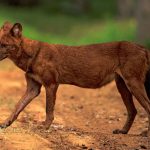 Dhole_in_its_habitat_(cropped)