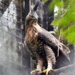 Javan_hawk-eagle_(Nisaetus_bartelsi)