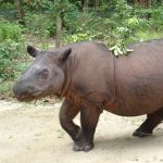 Sumatran_Rhinoceros_at_Sumatran_Rhino_Sanctuary_Lampung_Indonesia