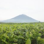 1280px-Kebun_Teh_Kayu_Aro_Kerinci