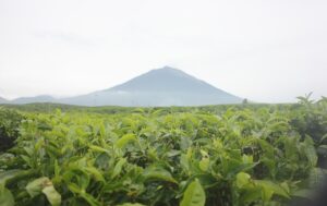 1280px-Kebun_Teh_Kayu_Aro_Kerinci