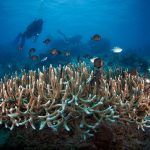 Beautiful_Coral_Reef_at_Anambas_(7673658682)