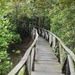 Hutan-Mangrove-Margomulyo