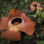 Rafflesia_arnoldii_Bengkulu_01