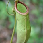 nepenthes mirabilis