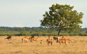 Taman-Nasional-Baluran-3